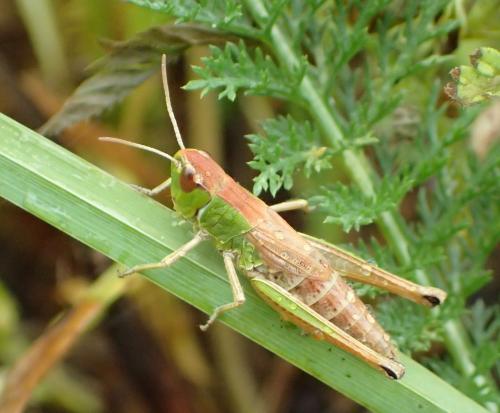 Réf. 243 655 : Pseudochorthippus parallelus